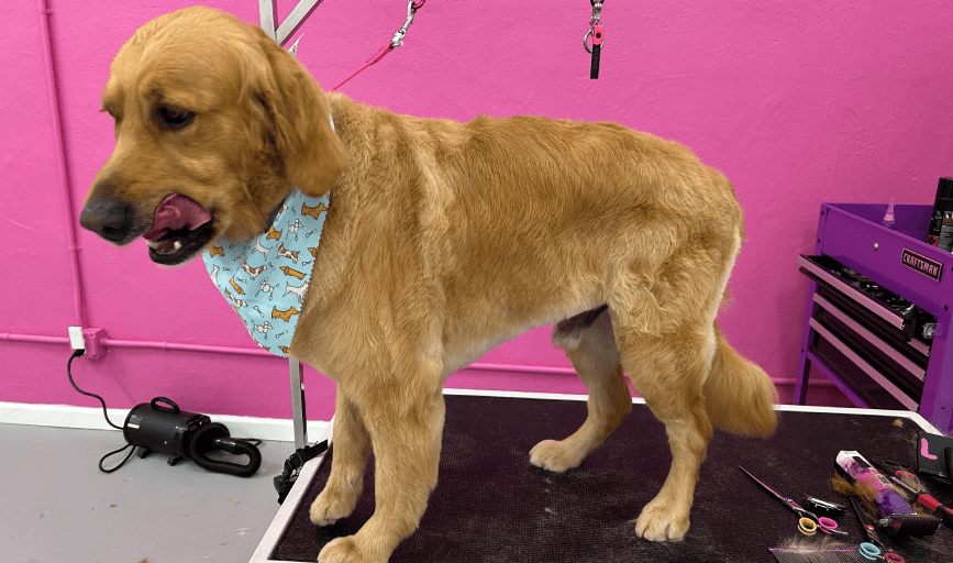 Angel's Paws Grooming