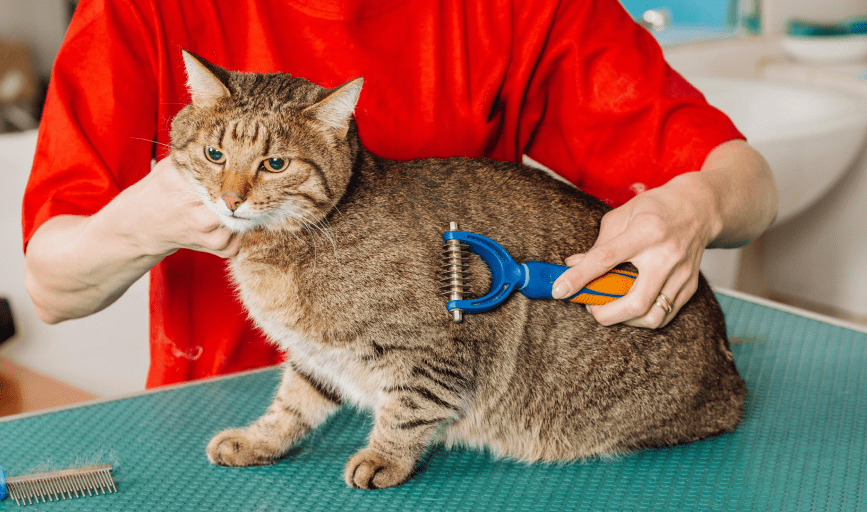 Angel's Paws Grooming